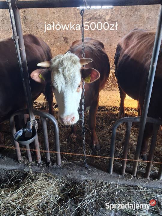 Bydło na mięso sprzedam