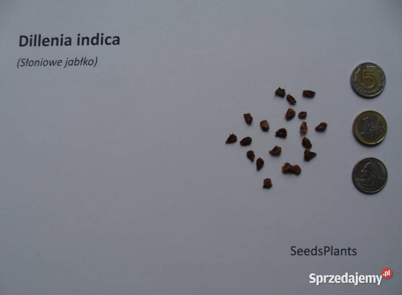 SŁONIOWE JABŁKO Dillenia indica NASIONA 400 kujawsko-pomorskie Lubanie
