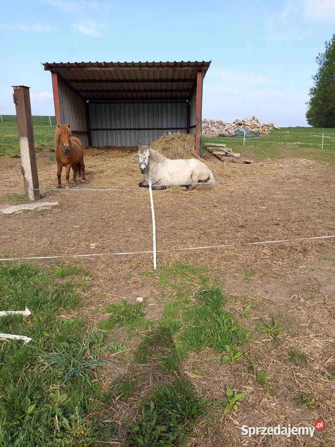 Wałach konik polski zachodniopomorskie Sławno