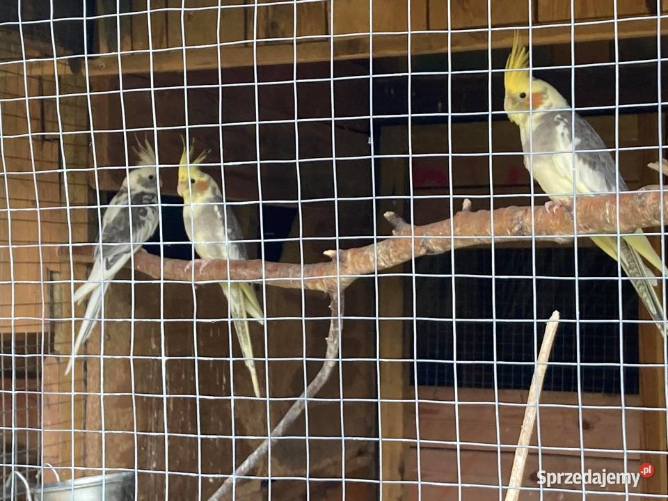 Papugi Nimfy mazowieckie sprzedam