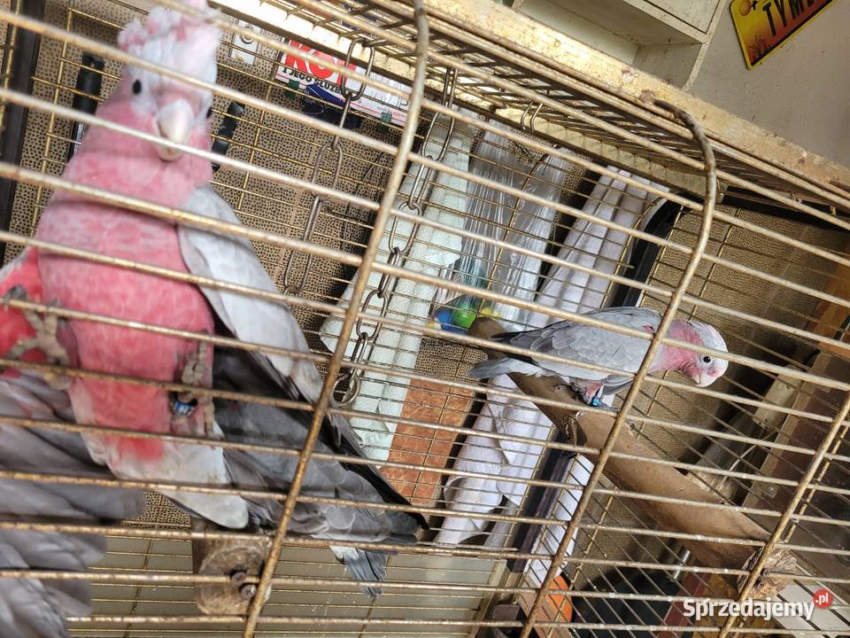 Kakadu Różowe Papuga Papugi 2024r Recznie Wykarmiona Samiec i Samica