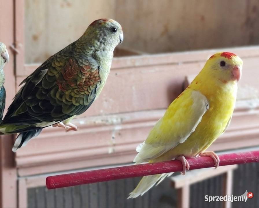 Świergotki Rąbień AB