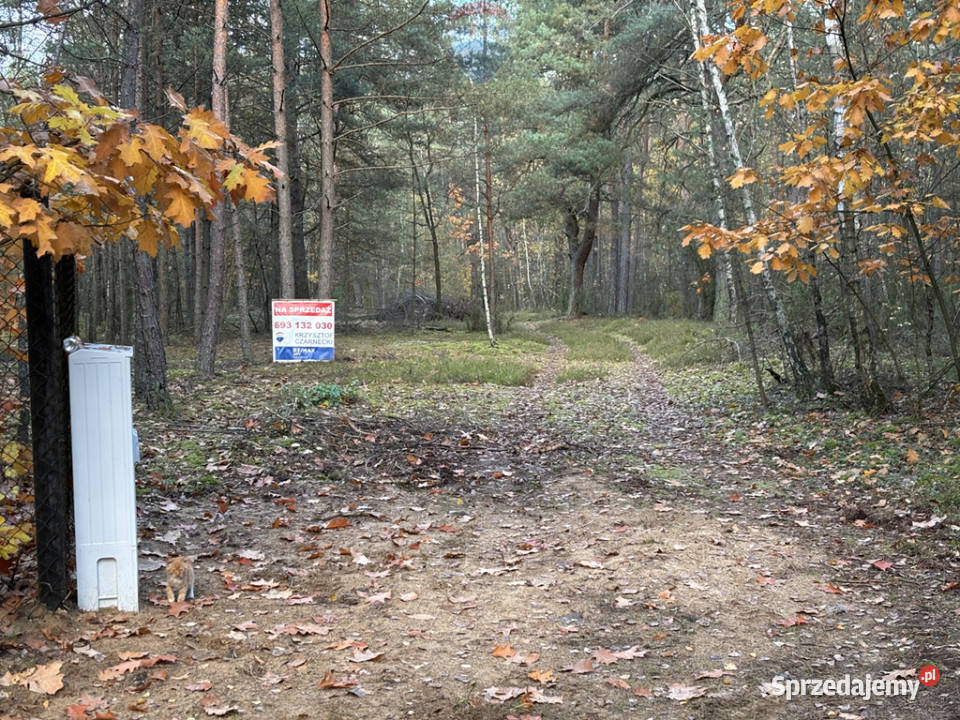 Działka leśna z możliwością zabudowy w MPZP Rynia