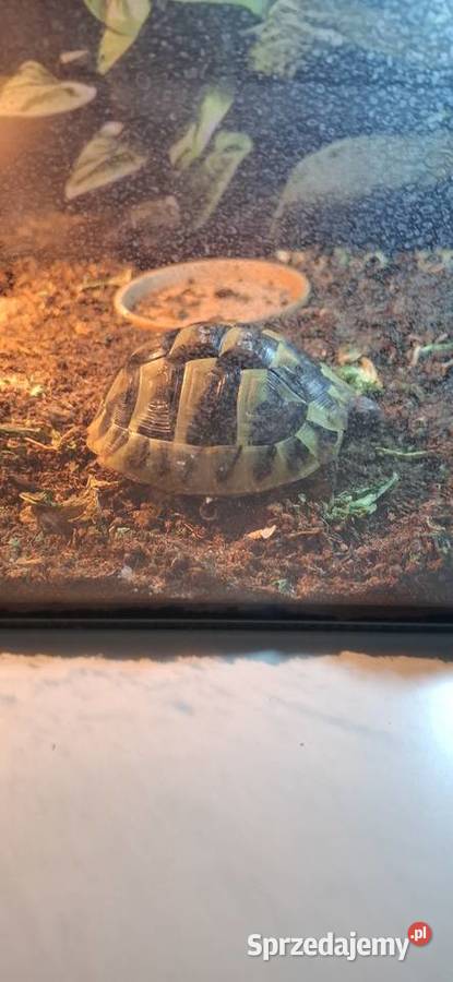 Żółw grecki lądowy Kraków