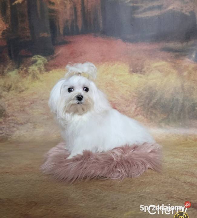 Suczka Maltańczyk z rodowodem FCI