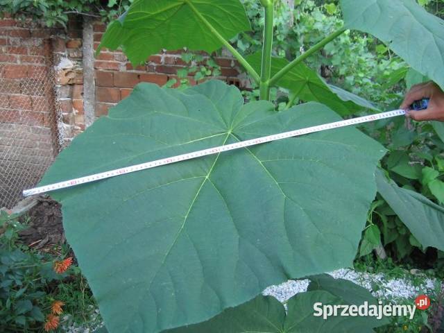 Paulownia drzewo tlenowe
