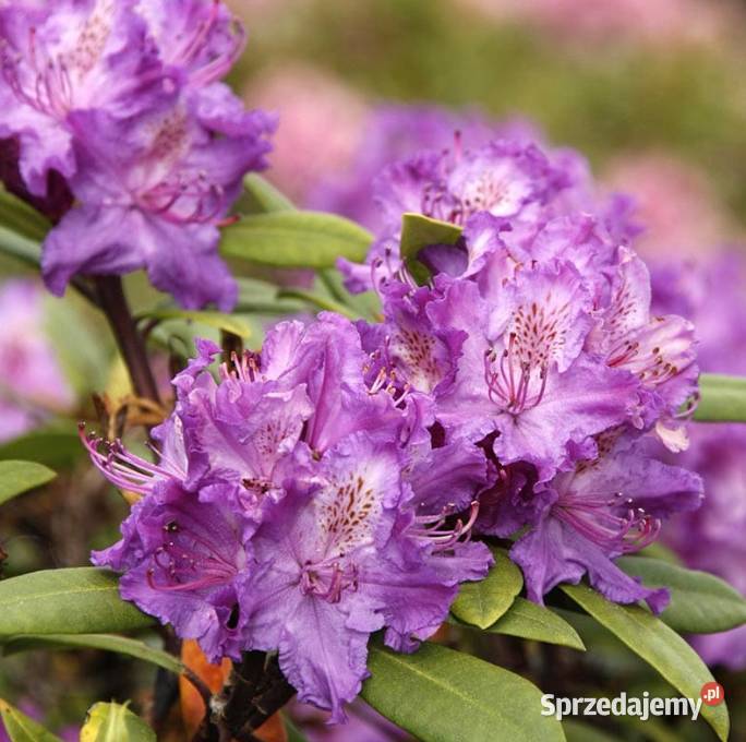 Różaneczniki Rhododendron różne kolory Knurów