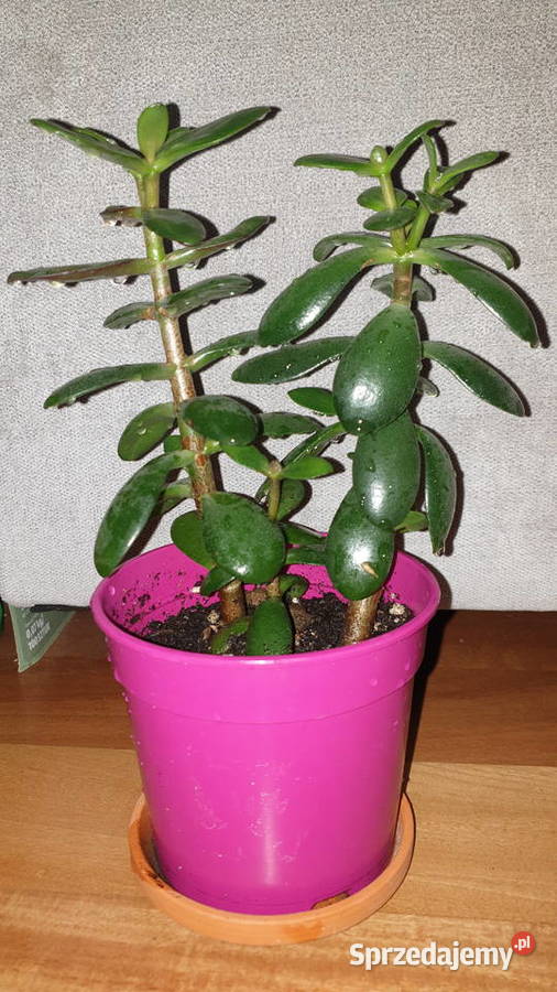 Grubosz crassula drzewko szczęścia 2 sadzonki w Rośliny domowe mazowieckie Warszawa sprzedam