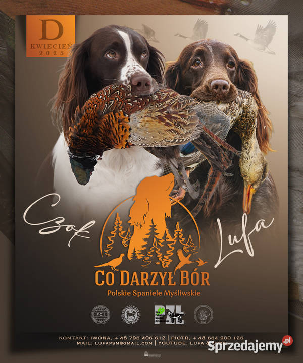 Polski Spaniel Myśliwski Kielce