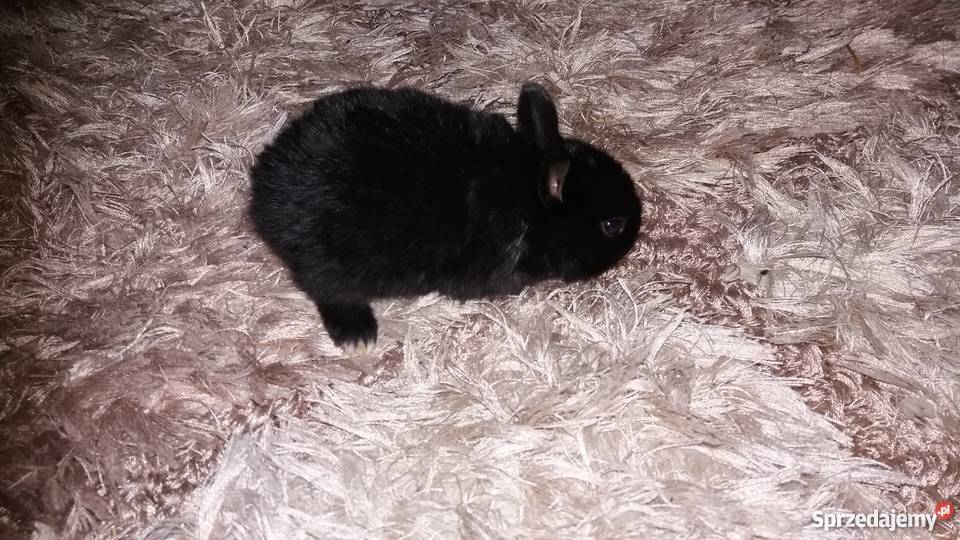 Króliki miniaturki rex