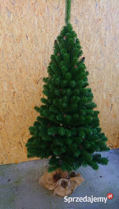 Choinka w donicy TUJA Wąska 160 NOWOŚĆ śląskie Gniazdów
