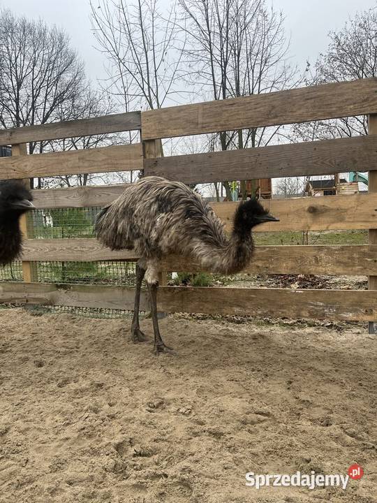Struś emu mazowieckie Wilkowa Wieś sprzedam