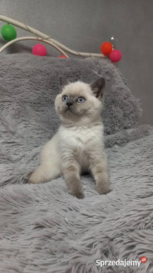 Kotka brytyjska colorpoint rodowód FPL Łódź