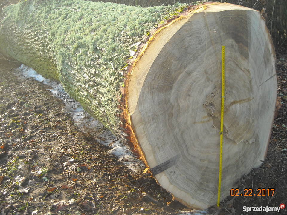 Dąb kłoda 11 m średnicy Jaroszewy
