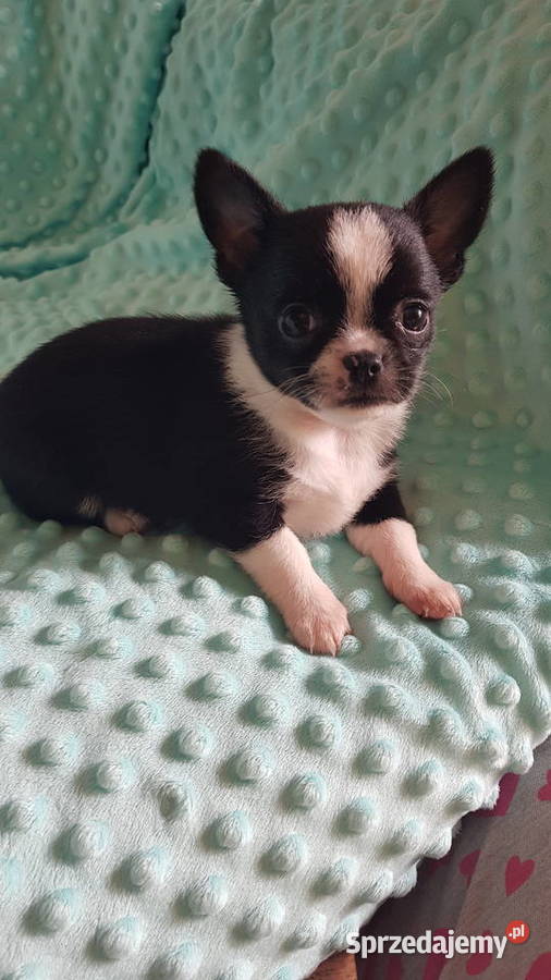 Śliczne szczeniaki chihuahua Chihuahua Płońsk sprzedam