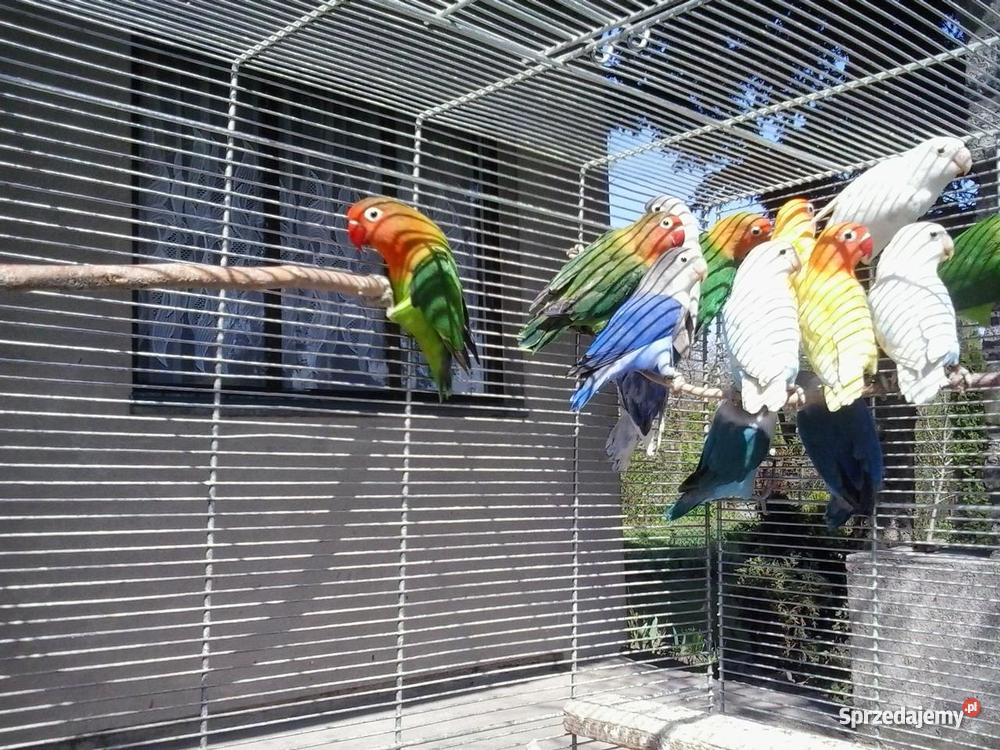 papugi nierozłączki fischera Pozostałe wielkopolskie