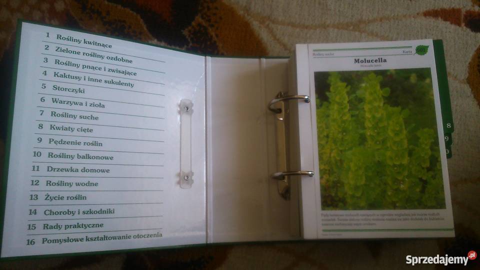 Kwiaty w moim domu śląskie Rybnik