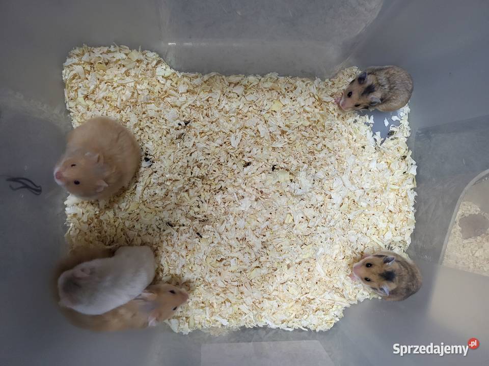 Chomiki syryjskie Wrocław