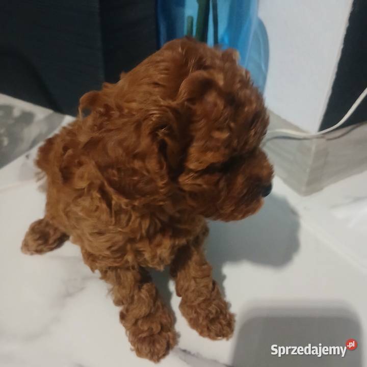 Pudel Miniatura Red samica