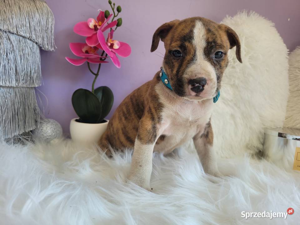 Cudowne i rodzinne szczeniaki Amstaff blue Psy Kraków