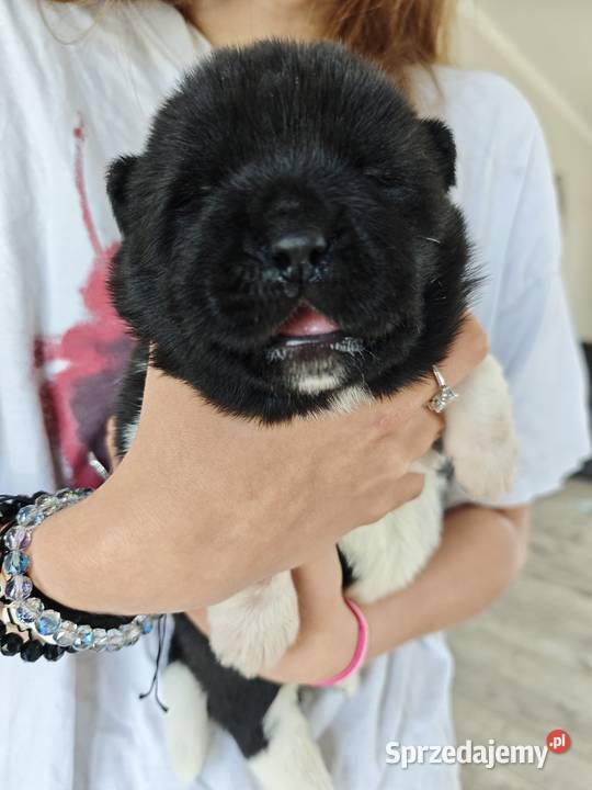Akita Amerykańska szczeniak Wrocław sprzedam