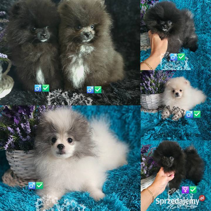 Pomeranian Szpic Miniaturowy śliczne pieski Sędziejowice