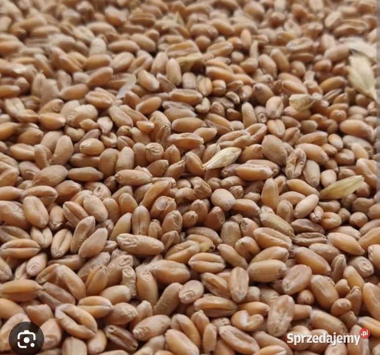 Pszenica Oława sprzedam