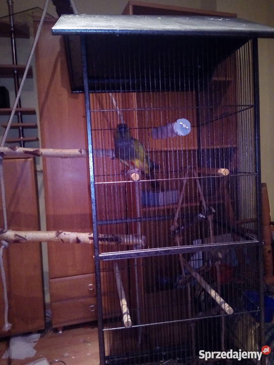 papuga patagonka konura Władysławowo sprzedam