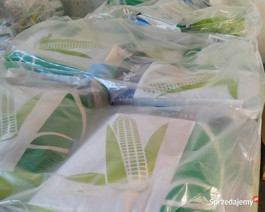 Nasiona kukurydza SY Aniston FAO 250 na kiszonkę Radzyń Chełmiński