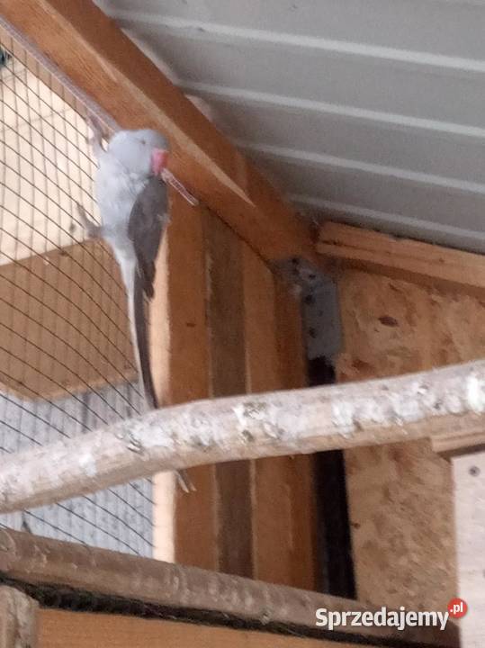 Papugi alekssandreta obrożne 2 samice Budy Wielgoleskie
