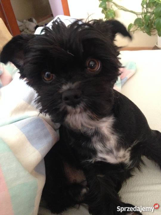 Sprzedam 3 szczeniaki mieszanka york i shihtzu Białystok
