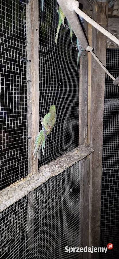 Swiergotki faliste aleksandretty lubelskie Motycz