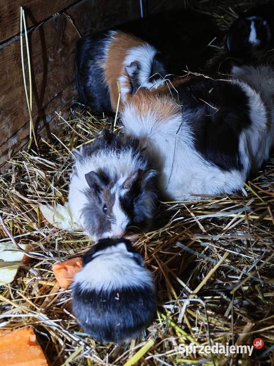 Sprzedam świnki morskie