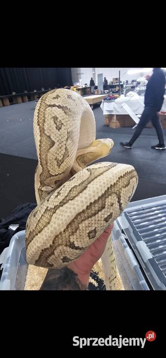 Samica pyton królewski mojave pinstripe pastel Bobolice