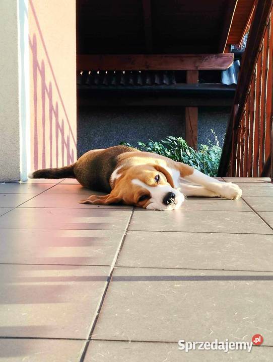 Piesek Beagle ZkwpFCI Championach DNA małopolskie Sułkowice