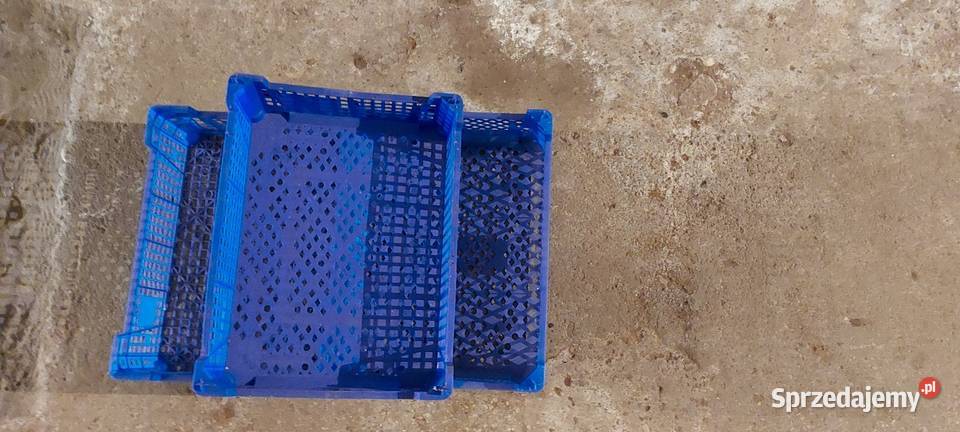 Skrzynki plastikowe pojemniki na pieczarki Czempiń
