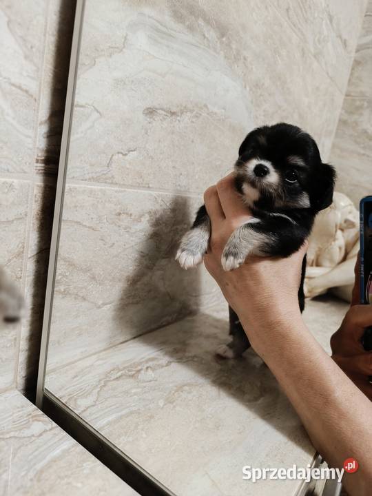 Chihuahua podpalany mazowieckie Warszawa
