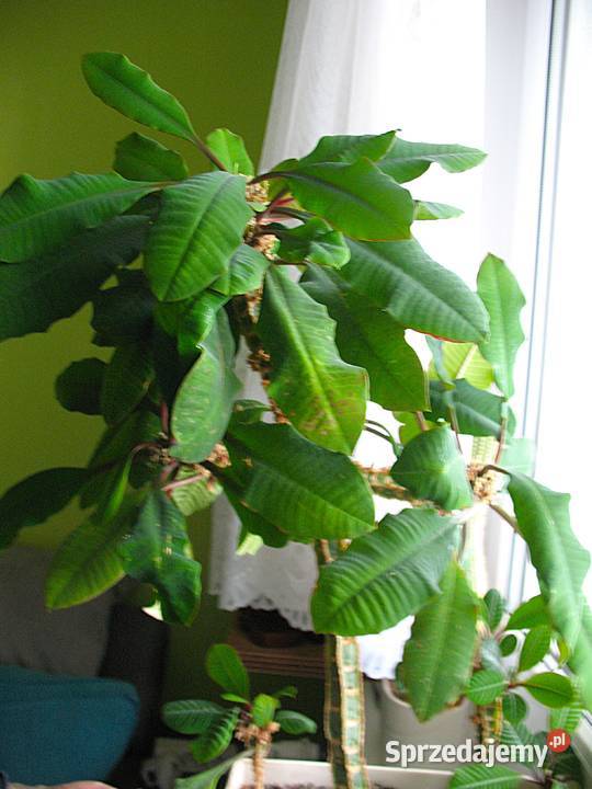 Kwiat doniczkowy Euphorbia leuconeura Madagascar