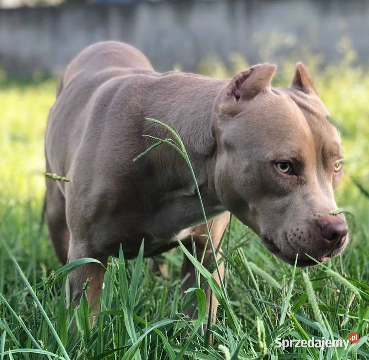 Amerykański Pit Bull Terrier szczenięta