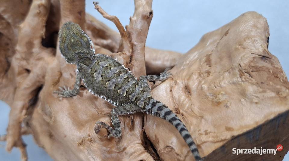 Agama brodata karłowata