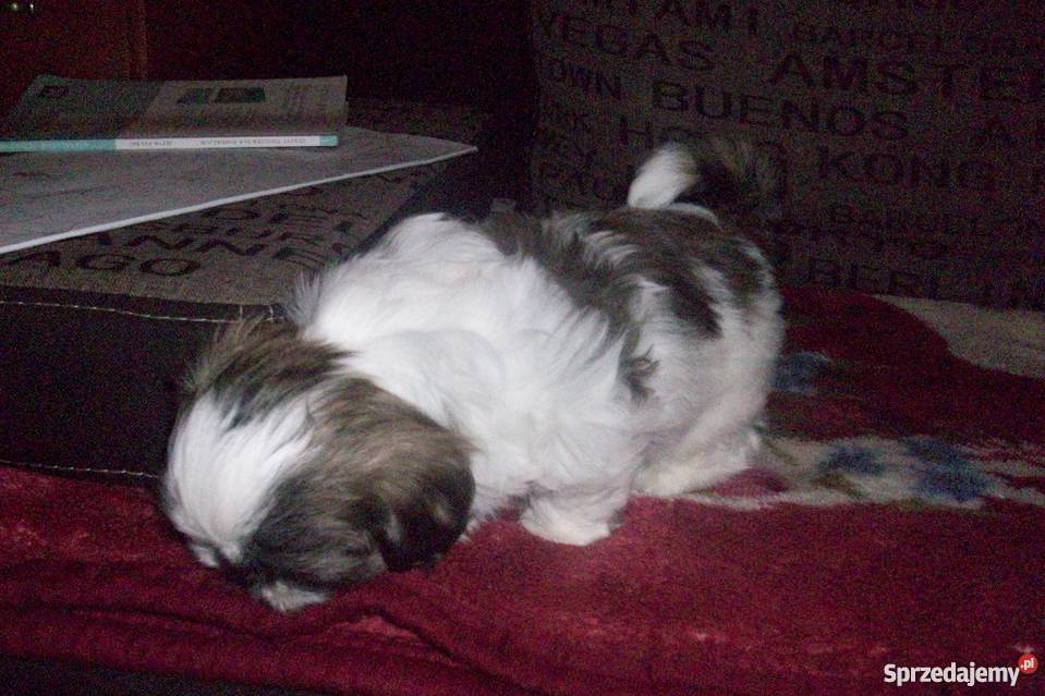 Pieski shihtzu Psy warmińsko-mazurskie Ełk