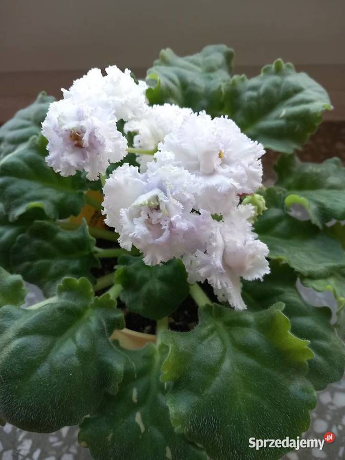 Fiołki kolekcjonerskie różne kolory Sosnowiec sprzedam