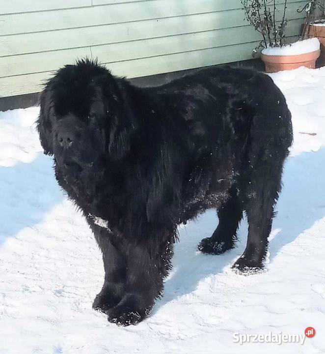 Nowofundland piękne pieski z metrykami ZKwP