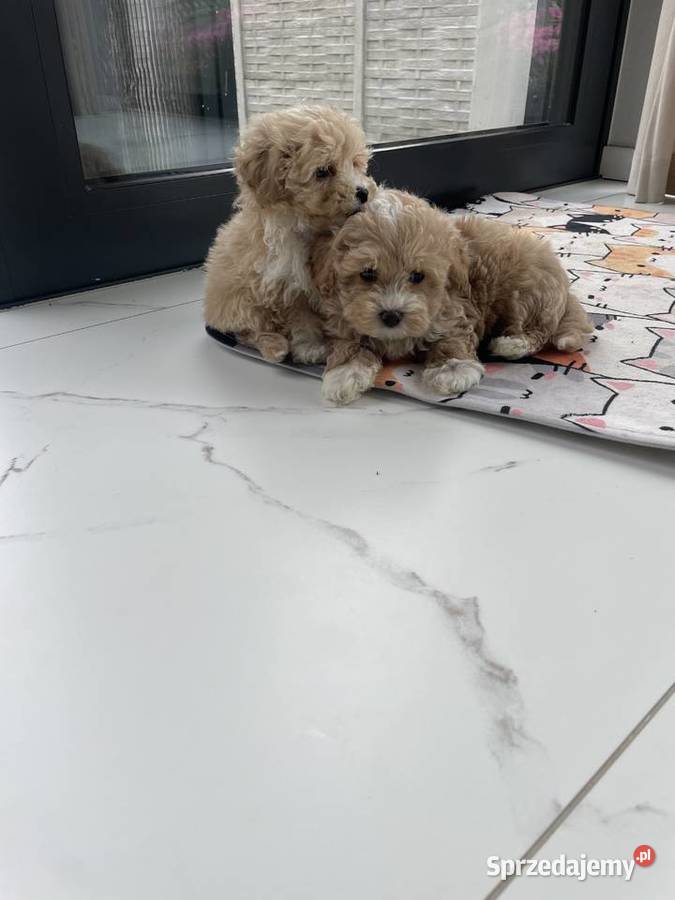 Maltipoo piesek i suczka Częstochowa