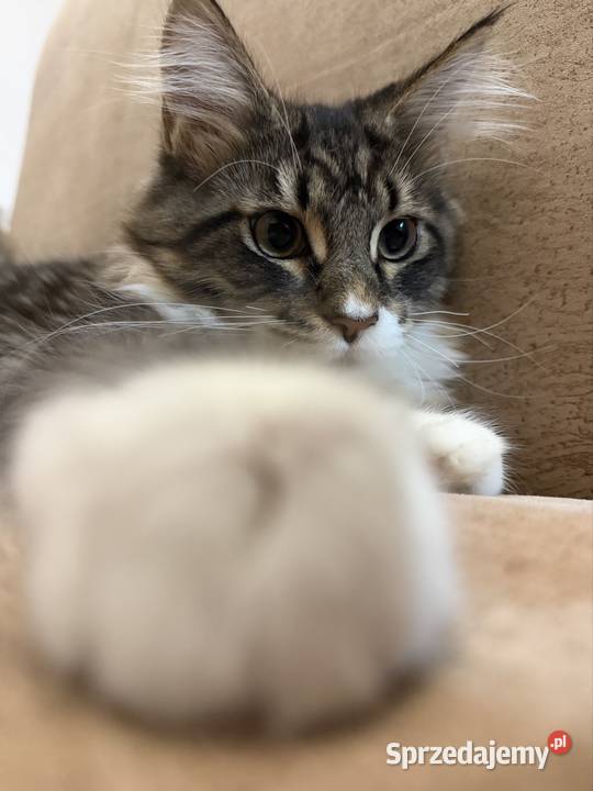 Maine coon kocięta Starogard Gdański