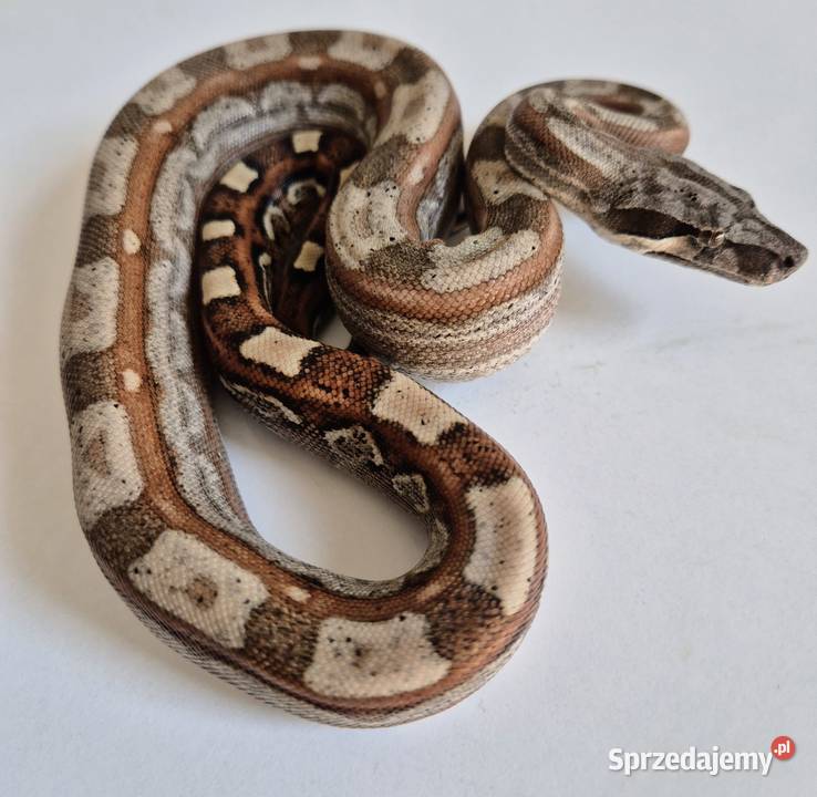 1 Boa cesarski cb25 samiec