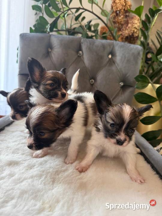 Papillon szczeniak Spaniel kontynentalny Dudki