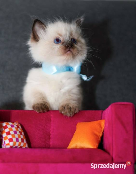 Ragdoll ragdollowe ostatni kocurek Piorunówek