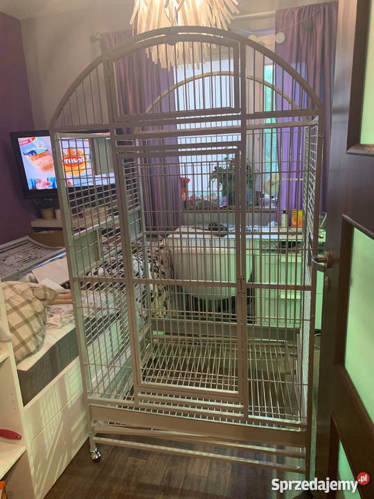 Sprzedam Małpka Marmozeta Białoucha Callithrix Pozostałe Nadarzyn sprzedam