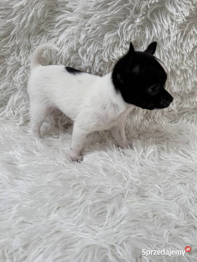 Chihuahua szczeniak xs apple head Olsztyn
